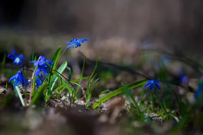 Тема ВРЕМЕНА ГОДА весна парк кусты…» — создано в Шедевруме
