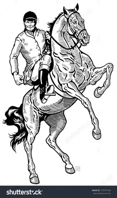 всадник на белом коне. молодая женщина верхом на белом коне на открытом  воздухе. девушка на белом коне бежит бесплатно Стоковое Фото - изображение  насчитывающей поле, всадник: 215762920