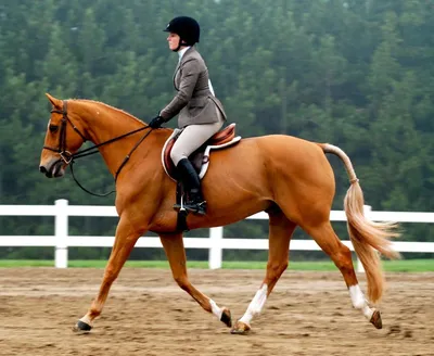 Вид сзади молодой женщины всадника на лошади залива Стоковое Изображение -  изображение насчитывающей одно, актеров: 101498823