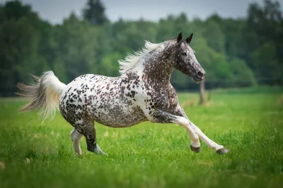 Картинки лошадей разных пород - 81 фото
