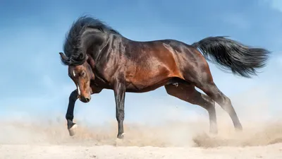 Самые красивые лошади в мире: редкие породы (60 ФОТО) | KRASOTA.ru