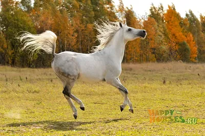 Американская верховая порода лошадей - Мой Конь