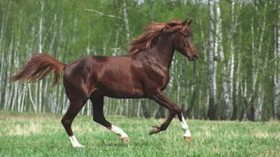 Удивить казаха: каких лошадей не привыкли видеть в нашей стране - Новости |  Караван