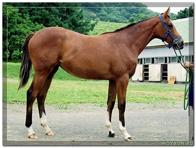 Новая порода лошадей Лузитано уже в Star Stable