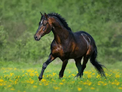 Новые породы лошадей: фото и видео, описание, характеристика