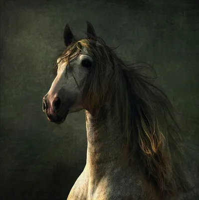 Красивейшие породы лошадей - Досуг - \"Уютный уголок\" (Образовательный форум)