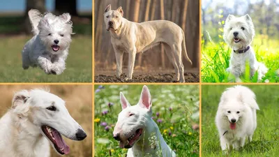 Породы маленьких собак: фото и названия, специфика каждой породы