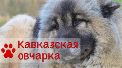Первоуральск.RU | Новости | Общество | Где изучить все породы собак с  названием и фото? | 37840