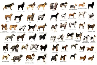 Все породы собак мира с картинками фотографии