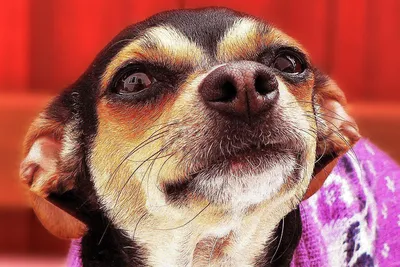 Самые смешные породы собак с фотографиями и описанием: 25 чудесных  четвероногих
