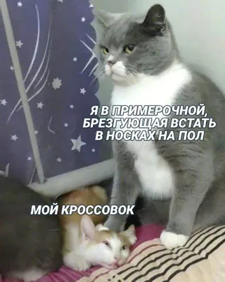 все шутки｜TikTok Search