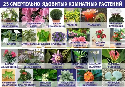 Многолетние цветы, цветущие все лето – список растений – Lifestyle 24