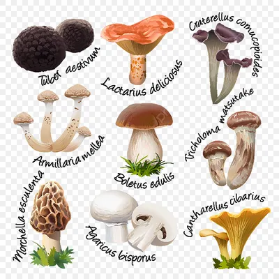 коллекция различных видов съедобных грибов PNG , гриб, питание, иллюстрация  PNG картинки и пнг рисунок для бесплатной загрузки