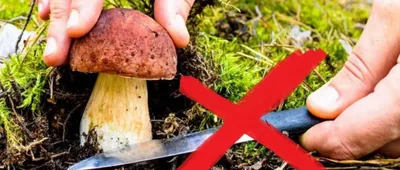 Польза и вред грибов для организма человека: какие грибы как правильно  готовить для еды - 8 августа 2021 - V1.ру