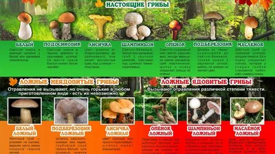 Ядовитые грибы — Википедия