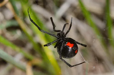 К ним не подходи: 10 самых опасных пауков в мире | Вокруг Света