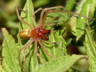 3 вида «домашних пауков», которые реально полезны в доме. Защищают от  насекомых и не несут вреда людям | Пикабу