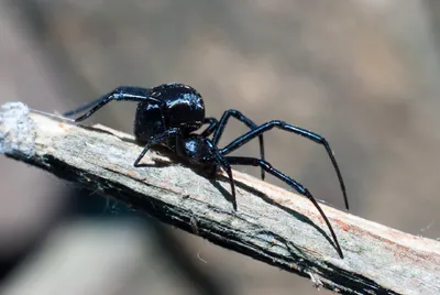 Какие самые опасные пауки в мире?