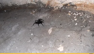 Австралийские ученые нашли новый вид паука длиной свыше 20 см - Газета.Ru |  Новости