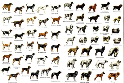 Все виды собак картинки