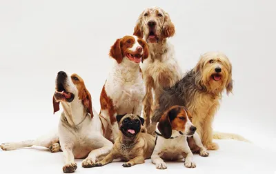 44 маленьких пород собак - Идеальные компаньоны весом от 1,5 до 15 кг -  Часть 1