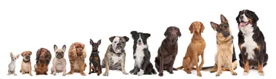 Большие породы собак – топ-15 крупных пород с фото – ProPlan.ru