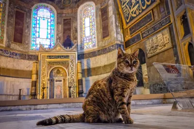 Уникальный экзотический зоопарк в Санкт-Петербурге | Экзоопарк