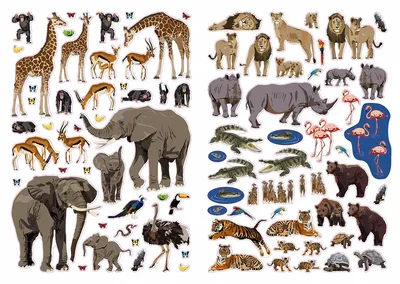 Все животные мира в картинках фотографии