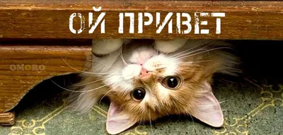 ☻ ВСЕМ ПРИВЕТ! ХОРОШЕГО ДНЯ! ♥ – смешной мем на Fishki.net