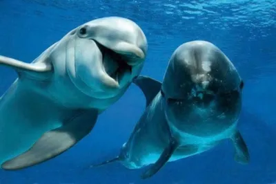 Экокалендарь. Всемирный день китов и дельфинов