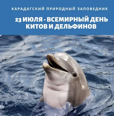 Calaméo - Всемирный день защиты китов и дельфинов
