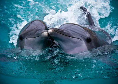Великаны морских глубин»-экологический час ко дню китов и дельфинов 2022,  Кукморский район — дата и место проведения, программа мероприятия.