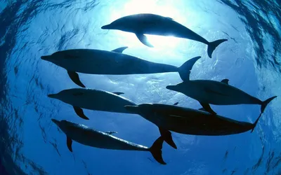 Защити планету. Сегодня Всемирный день китов и дельфинов | Органайзер | Дзен