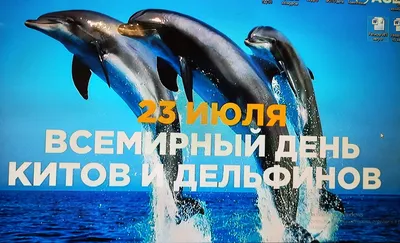 День китов и дельфинов - ГАУ РК «Судакское лесоохотничье хозяйство»