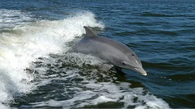 В Мытищах отметят Всемирный день китов и дельфинов / Новости / Городской  округ Мытищи