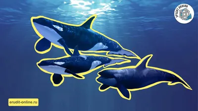 Всемирный день китов и... - Shakhmardan Yessenov Foundation | Facebook