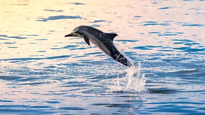 ВСЕМИРНЫЙ ДЕНЬ КИТОВ И ДЕЛЬФИНОВ Всемирный день китов и дельфинов  отмечается 23 июля. Это экологический.. | ВКонтакте