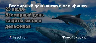 Что посмотреть: пять фильмов про китов и дельфинов, которые сделают вас  ближе к океану | MogilevNews | Новости Могилева и Могилевской области