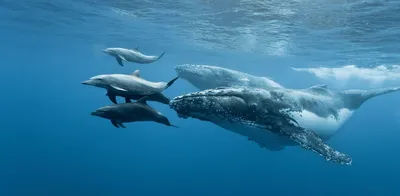 Всемирный день китов и дельфинов»: 23.07.2021, 09:00