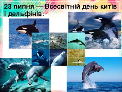 Всемирный день китов и дельфинов | Эрудит.Онлайн | Дзен