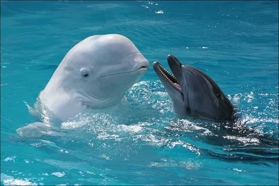 Всемирный день китов и дельфинов | Пикабу