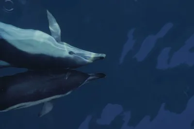 9 фактов о дельфинах и китах (Галерея) | SummaPlus | Дзен