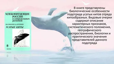 23 июля- Всемирный день китов и дельфинов - Ошколе.РУ