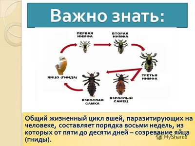 Лобковая вошь под микроскопом | Пикабу