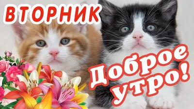 доброеутро#вторник | TikTok