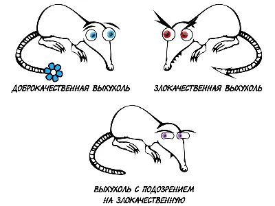 Русская выхухоль