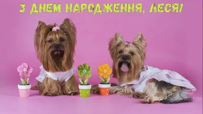 Мем: \"Леся Володимирівна З Днем народження!\" - Все шаблоны -  Meme-arsenal.com