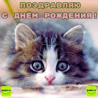 Прикольная открытка с Днём Рождения с юморным четверостишьем • Аудио от  Путина, голосовые, музыкальные
