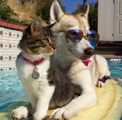 Самые смешные кошки и собаки - 72 фото