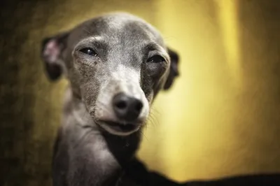 Выставка собак DoggyLand: забавные мопсы, милые йорки и красавцы папильоны  - MySlo.ru